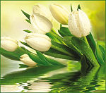 Фотообои Белые тюльпаны 12л (А 001) 294*260 глянец бумага