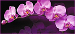 Фотообои Зеркальная орхидея 6л (А 002) 294*134