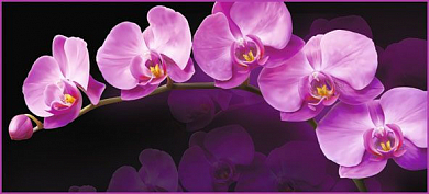 Фотообои Зеркальная орхидея 6л (А 002) 294*134
